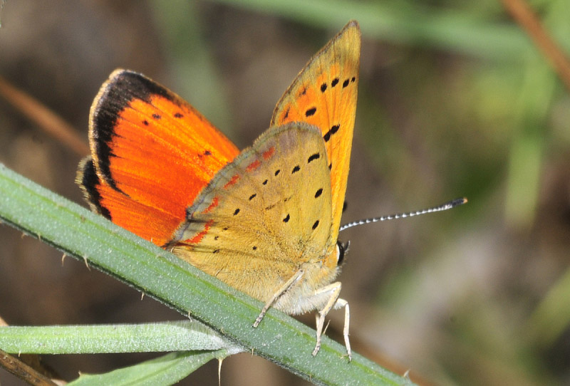 Lycaena ottomana